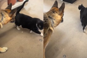 Rescue dog cat video