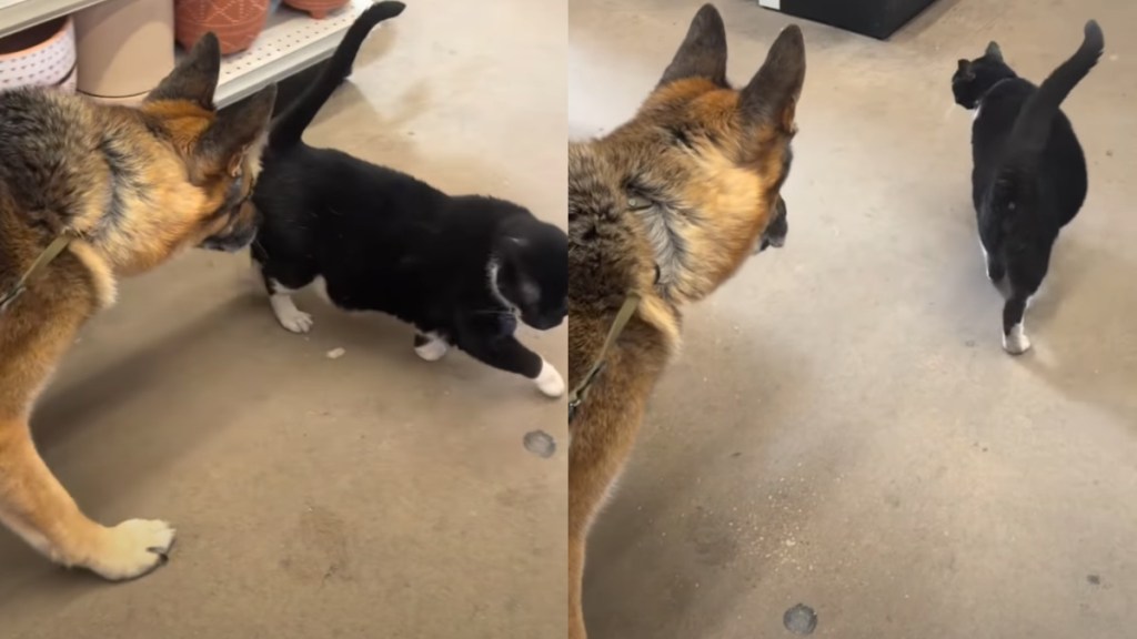 Rescue dog cat video