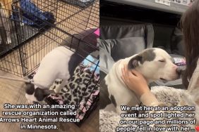 'Surrendered' Rescue Dog Finds a Bestie in Her Forever Home