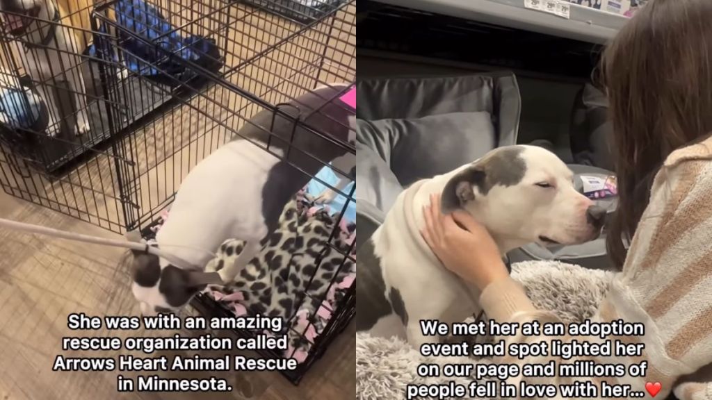 'Surrendered' Rescue Dog Finds a Bestie in Her Forever Home