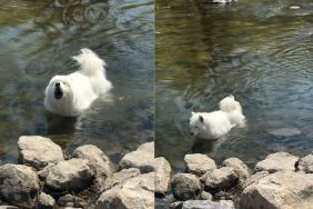 Dog Returns to Favorite Swimming Spot After Three Long Years