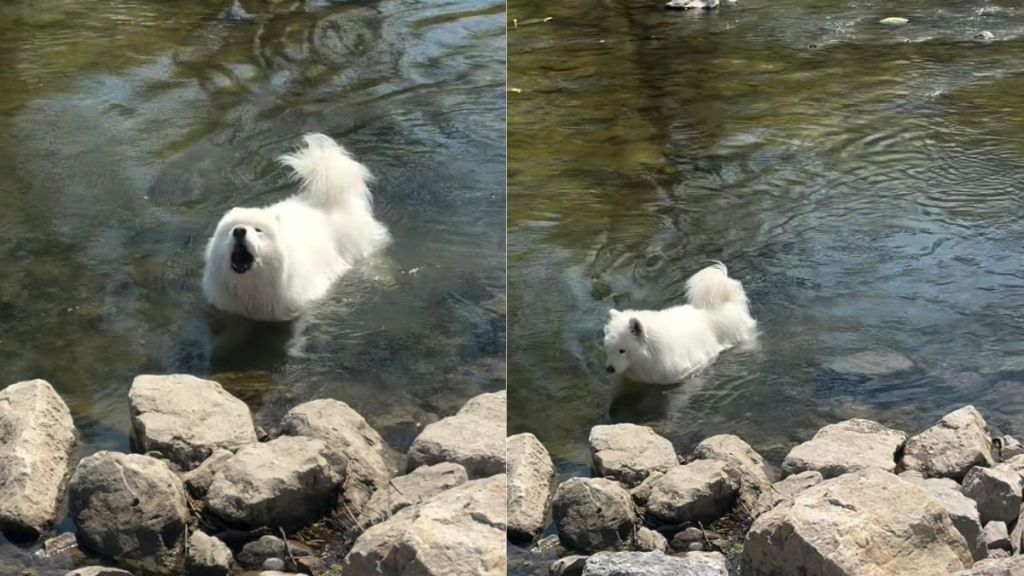 Dog Returns to Favorite Swimming Spot After Three Long Years