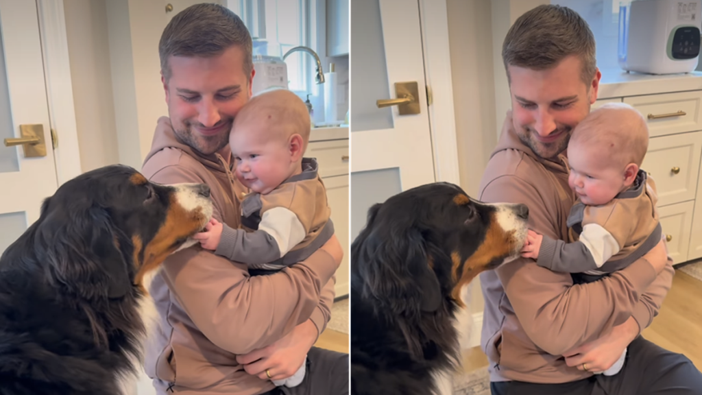 dog video
