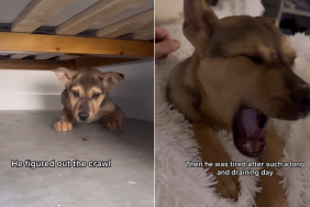 dog video