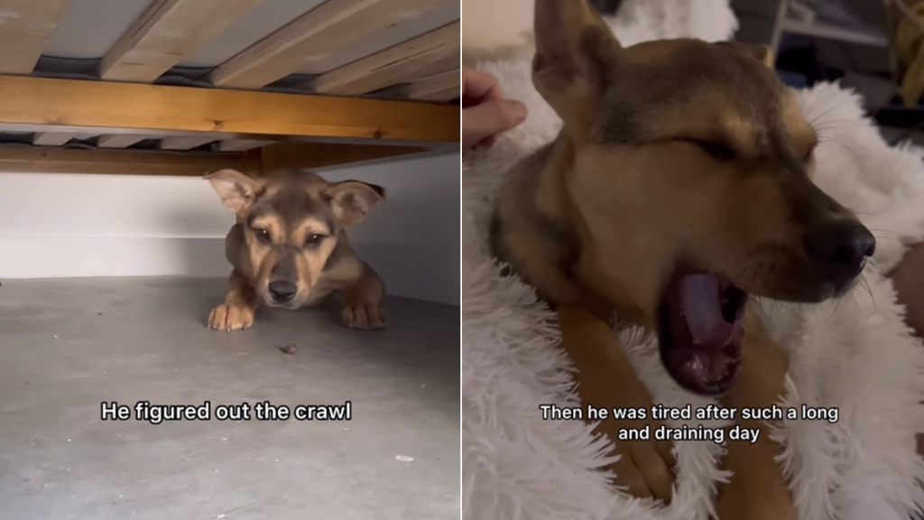 dog video