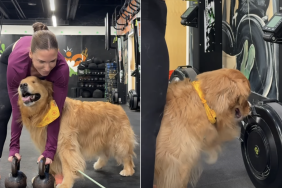 golden retriever gym