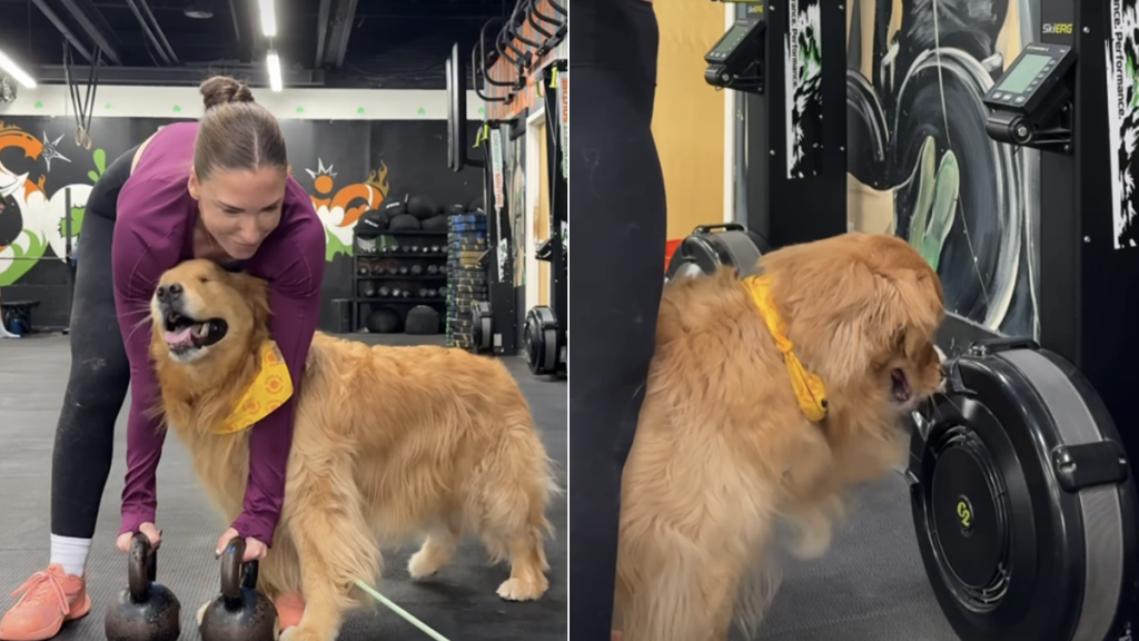 golden retriever gym