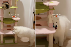 samoyed puppy cat