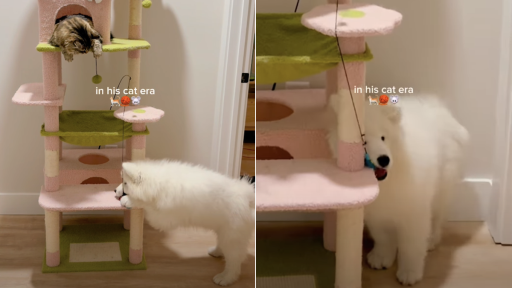 samoyed puppy cat