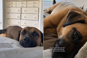 dog video