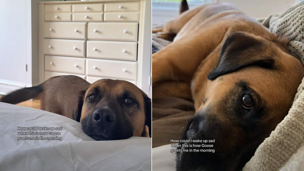 dog video