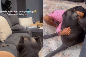 dog video