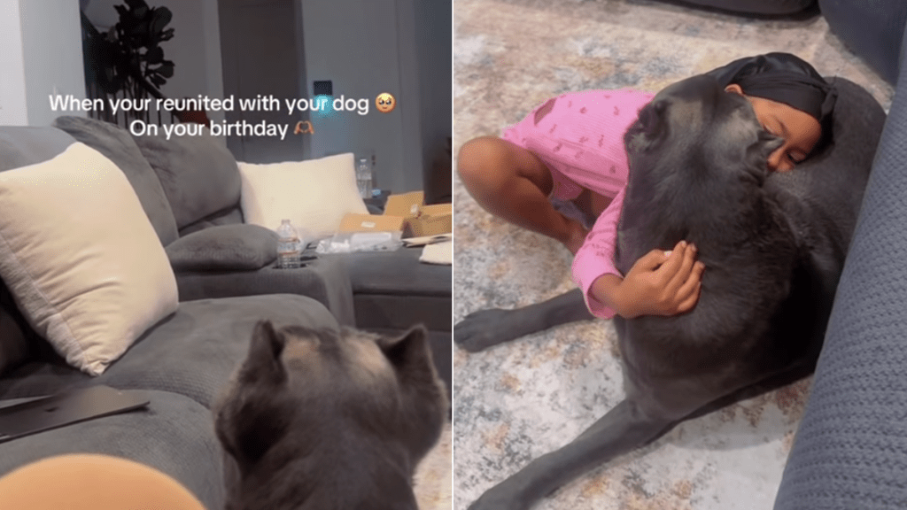 dog video