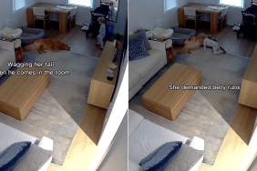 dog video