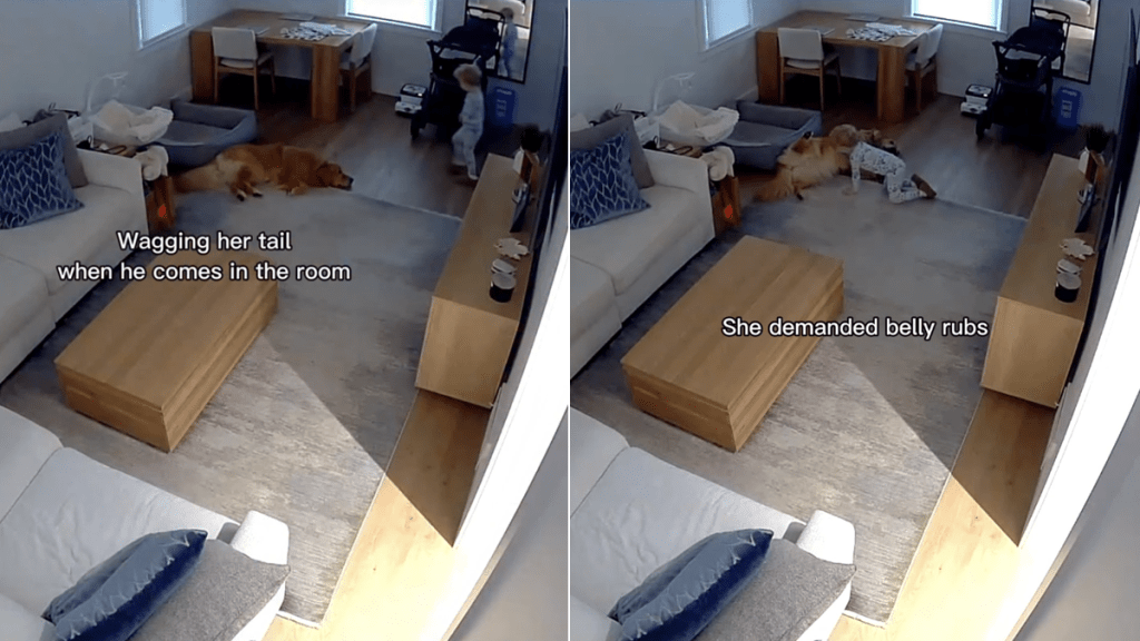 dog video