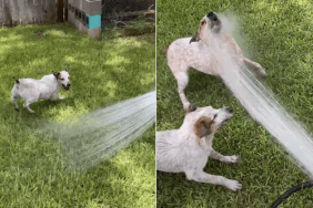 dog video