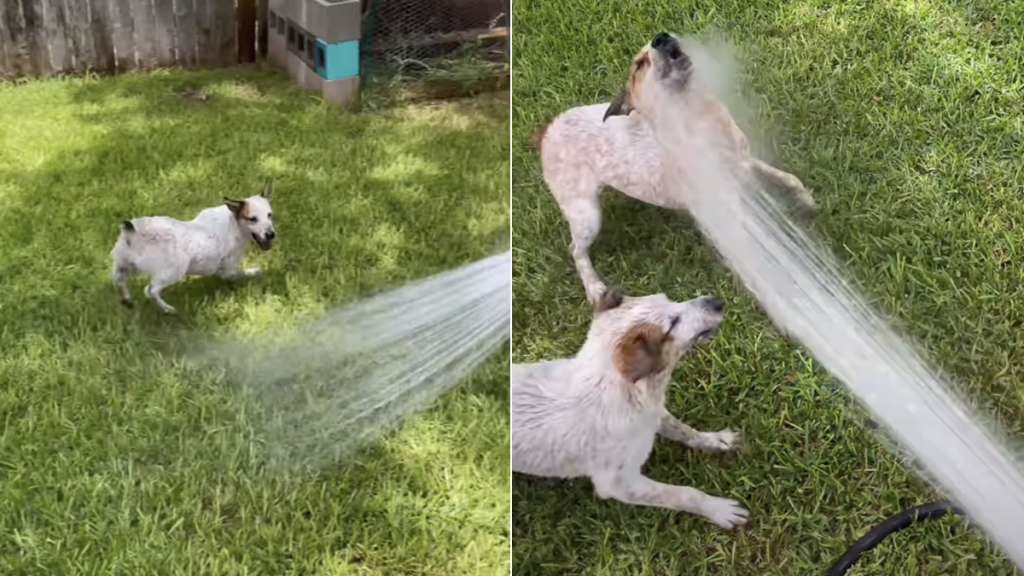 dog video