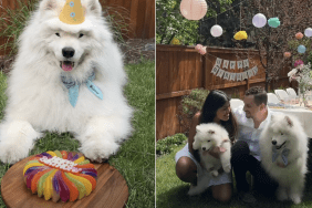 dog birthday video