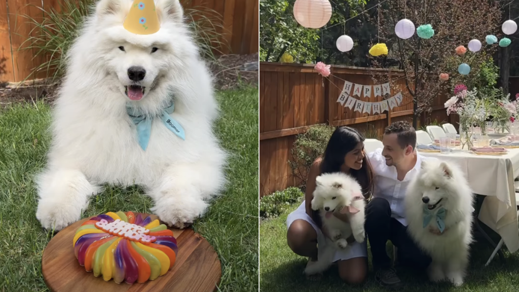 dog birthday video