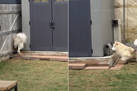dog squirrel video