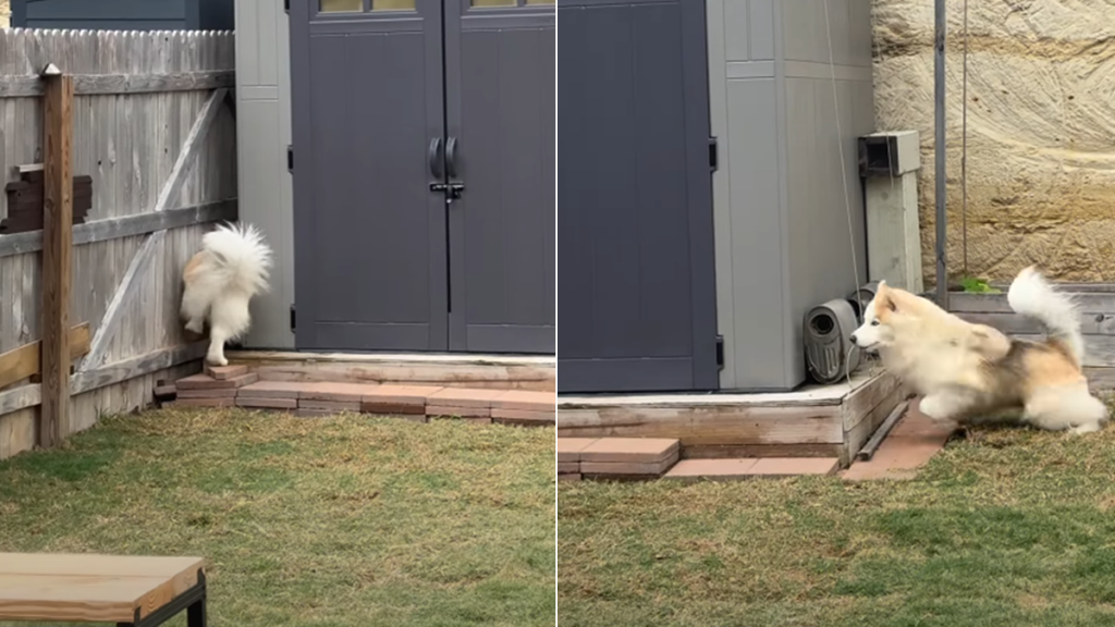 dog squirrel video
