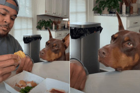 dog chip video