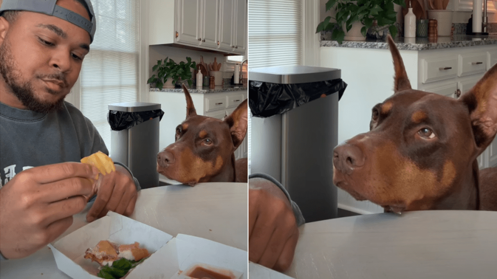 dog chip video
