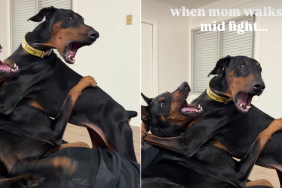 dog fight video