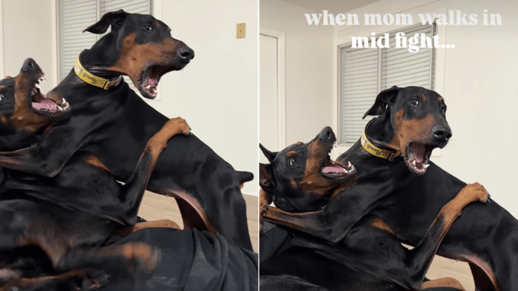 dog fight video