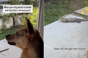 dog video