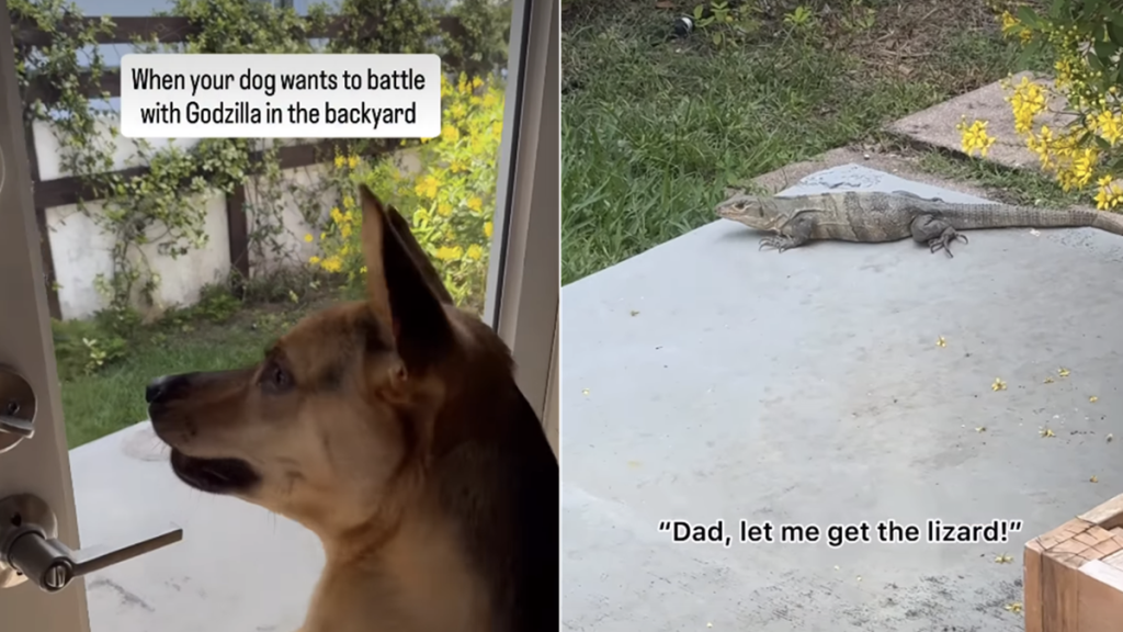 dog video
