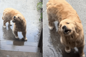 dog rain video