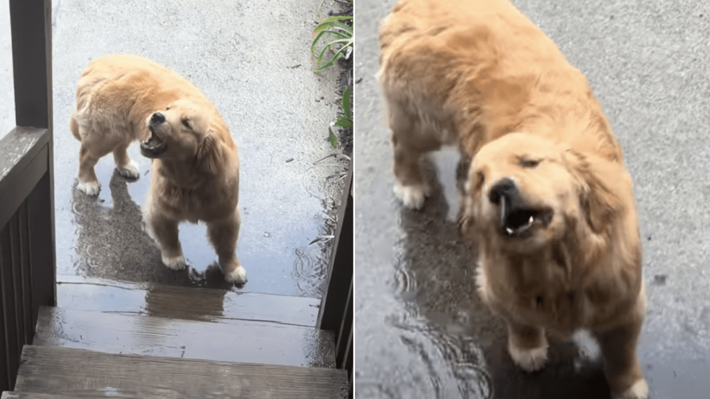 dog rain video