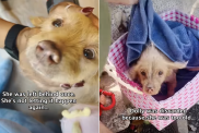 rescue dog video