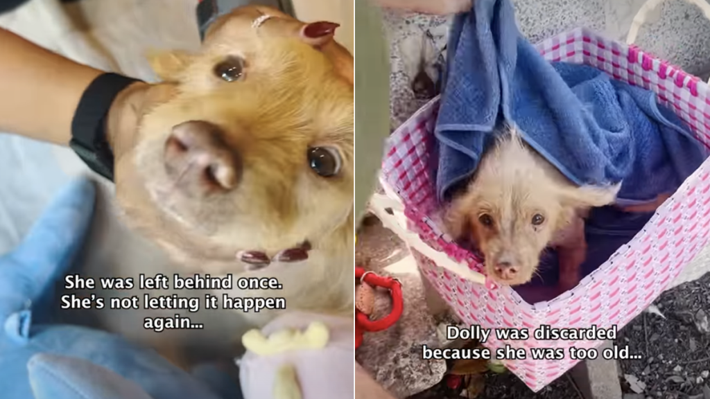 rescue dog video