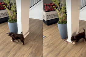 dog leash video
