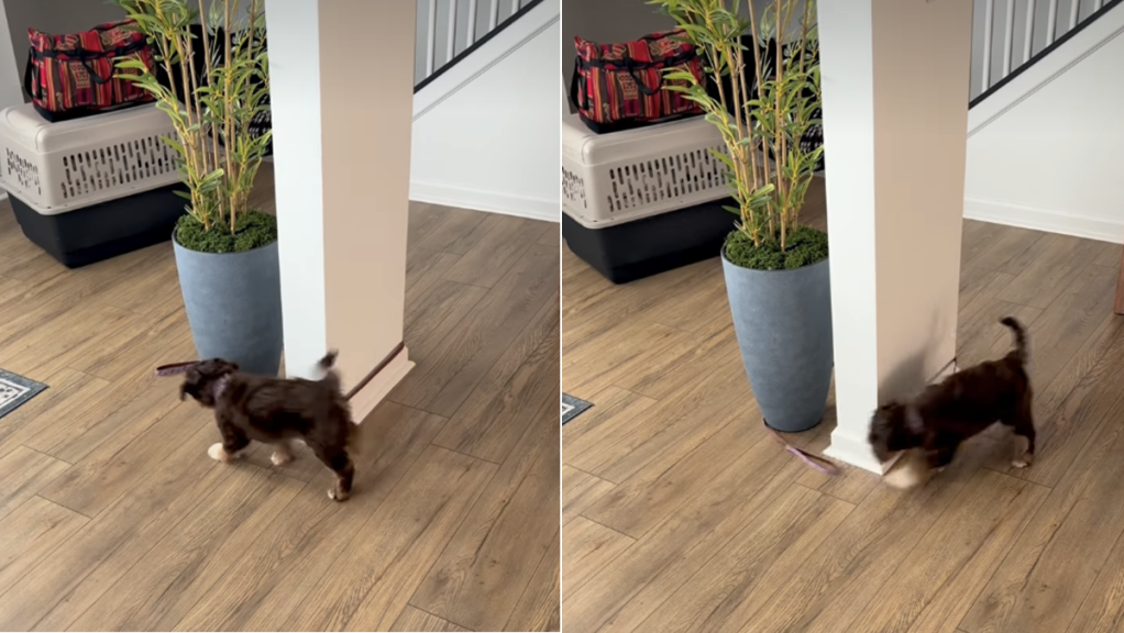 dog leash video