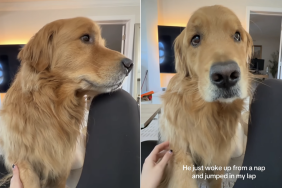golden retriever video