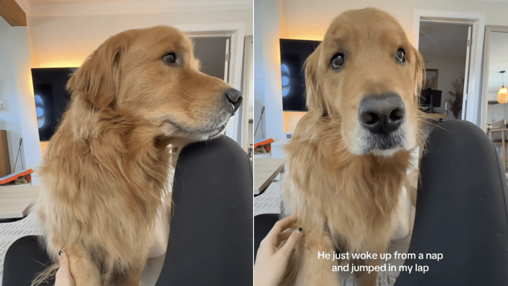 golden retriever video