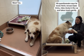shelter dog hold hands
