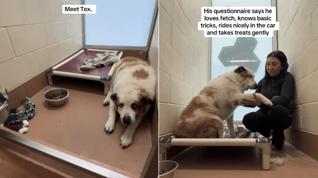 shelter dog hold hands