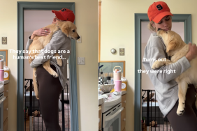 golden retriever puppy mom