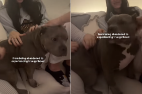 bulldog petting video