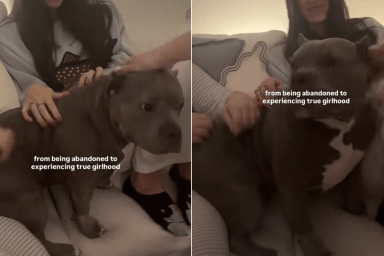 bulldog petting video