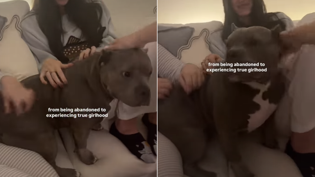 bulldog petting video