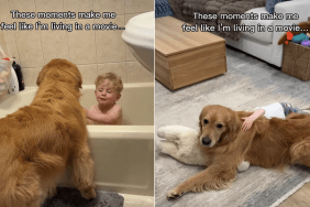 golden retriever video
