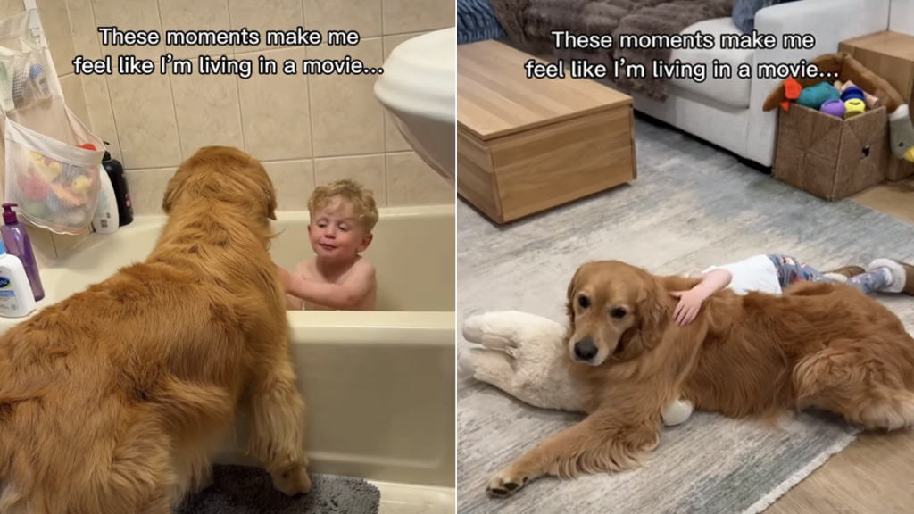 golden retriever video