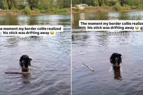 dog stick water