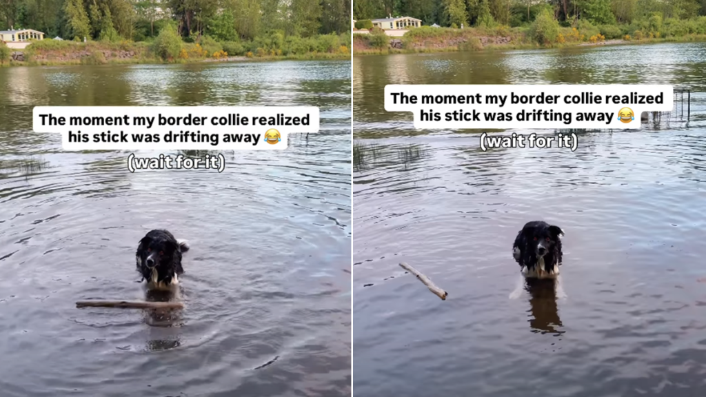 dog stick water