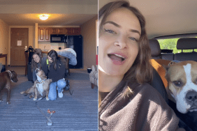 dog video